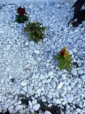 two flowers on a rocky ground with rocks at 3brdrm home near Downtown Orlando and Winterpark in Orlando