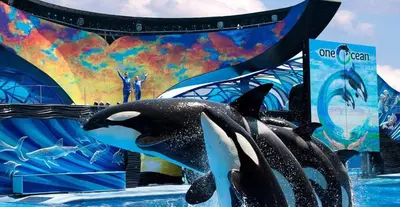 a group of killer whales in the water at aorld at Private pool with a beautiful view overlooking the lake! Near Disney - Universal in Kissimmee