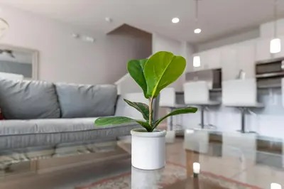 a plant in a white pot on a table in a living room at Amazing 4BdrmsPrivate Hot Tub7 miles from Disney in Kissimmee