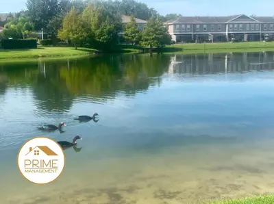 a couple of ducks swimming in the water at a park at Cozy 4bdhome By Lake Prime Location Disney in Kissimmee