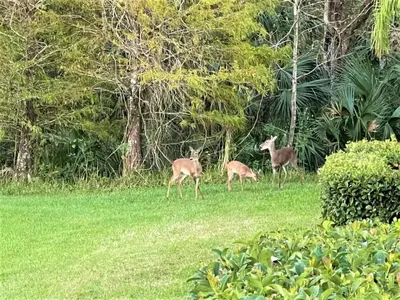 three deer standing in a field of grass at Resort Home near Disney Themed Jacuzzi Pool 2609 in Orlando