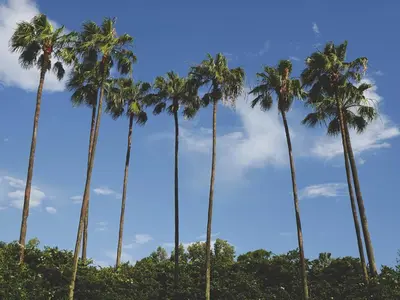 a row of palm trees against a blue sky at Imagine Your Family Renting This Luxury Contemporary Style Villa on Paradiso Grande Resor Orlando Villa 6403 in Orlando