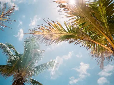 two palm trees with the sky in the background at The Secret to Enjoying the Best Orlando Villa Holiday while Staying on Paradiso Grande Resort Orlando Villa 6409 in Orlando