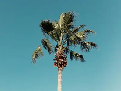 a palm tree in front of a blue sky at The Secret to Enjoying the Best Orlando Villa Holiday while Staying on Paradiso Grande Resort Orlando Villa 6409 in Orlando