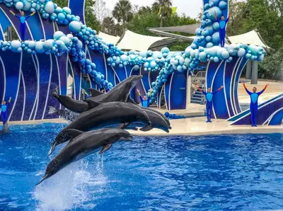 a group of dolphins jumping in the water at Modern- 2 Queen bed suite with pool near Disney World in Kissimmee