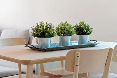 three potted plants on a tray on a table at Resort Access and Great Location in Orlando