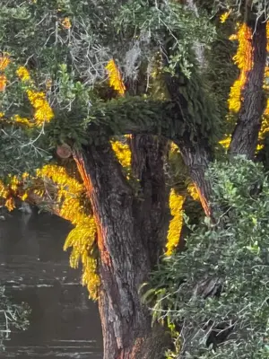 a tree with yellow leaves on it at Amazing Waterfront Apt near Disney and Lake Tohoa in Kissimmee