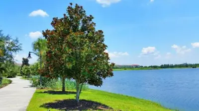 two trees on the grass next to a lake at 5048 Light and Airy Resort 4BD Apartment 407 in Orlando