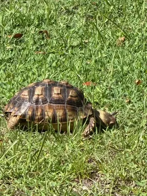 a turtle is sitting in the grass at Comfy Studio Farm Stay in Orlando