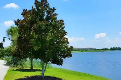 two trees on the grass next to a lake at Townhouse Moderna 4Q — Perto da Universal in Orlando