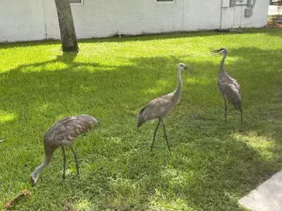 three birds walking in the grass in a yard at Holiday Home Familienfreundliche Villa nahe der Disney-Parks by Interhome in Orlando