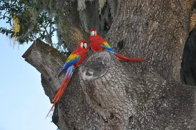 two colorful birds perched on the side of a tree at Charming Lakefront Cottage Near Disney in Orlando