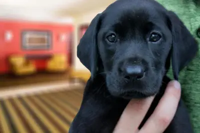a person holding a black labrador retriever dog at Extended Stay America Select Suites - Orlando - Maitland - Summit Tower Blvd in Orlando