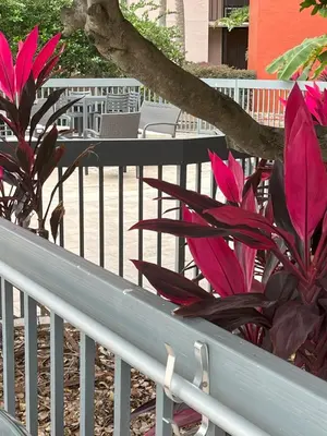 a balcony with pink plants and a fence at Grand Hotel Orlando at Universal Blvd - Shuttle to Theme Parks in Orlando