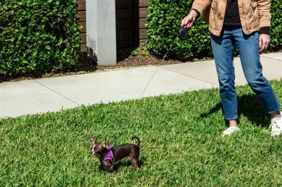 a woman walking a small dog in the grass at Aloft Orlando International Drive by Marriott in Orlando