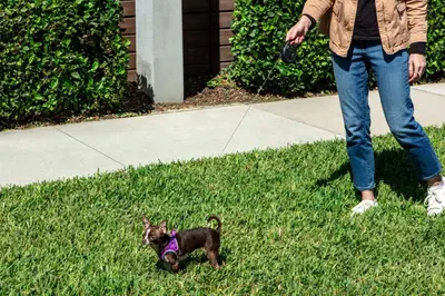 a woman walking a small dog in the grass at Aloft Orlando International Drive by Marriott in Orlando
