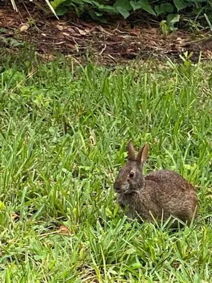 a small rabbit sitting in a field of grass at Spacious and relaxing Home - Longwood, Florida in Orlando